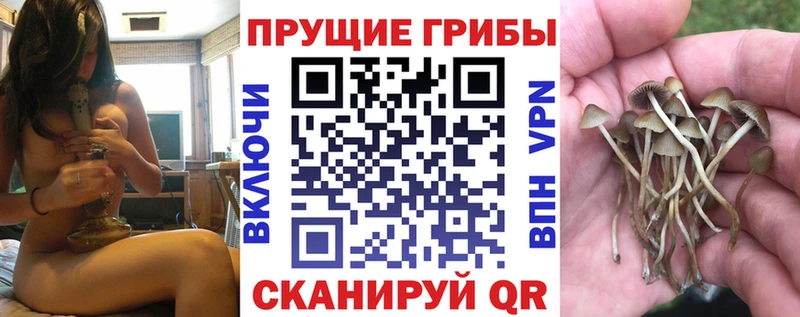 купить наркотик  Кузнецк  Галлюциногенные грибы Cubensis 