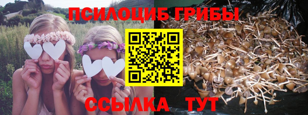 Псилоцибиновые грибы Psilocybe  Кузнецк 